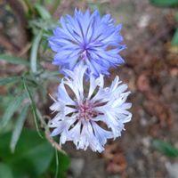 ヤグルマギク,ガーデニング,お盆,植え込み,散策さんぽの画像