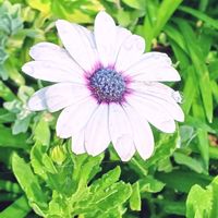 オステオスペルマム,オステオスペルマム アキラ,庭の画像