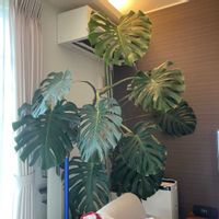 モンステラ,リビング・ダイニングの画像