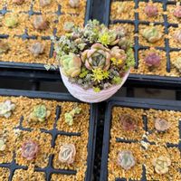多肉植物,エケベリア属,植替えの画像