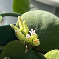 コーヒーの木,チェッカーベリーの実,コーヒーの実,ディスキディア・プラティフィラ(Dischidia platyphylla),ストレプト カーパスの画像