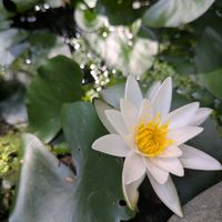 スイレン,ビオトープ,花のある暮らし,植物と暮らす,季節を楽しむの画像