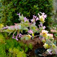 オレガノ　ネオンライト,花 オレガノ,鉢植え,地植え,ガーデニングの画像