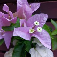 ブーゲンビリア,夏の花,花のある暮らし,開花報告,オシロイバナ科ブーゲンビリア属の画像