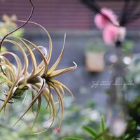 ダリア,カピタータ,アナベル,デルフィニウム,花のある暮らしの画像