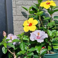 鉢植え,花のある暮らし,私の癒やし,部屋の前の画像