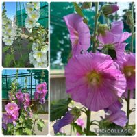 タチアオイ,夏の花,北海道,花っていいねの画像