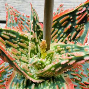 アロエ  ハイブリッド,多肉植物,鉢植え,花芽,ネコ好きの画像