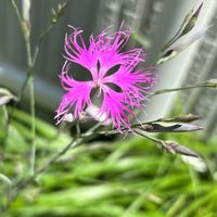ワレモコウ,カワラナデシコ,我が家の花壇,癒し,感謝の画像