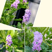 鉢植え,花のある暮らし,私の癒やし,部屋の前の画像
