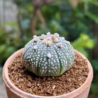 サボテン,兜丸,兜丸,スーパー兜,多肉植物の画像