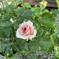 バラ,ニューウェーブ,鉢植え,ばら バラ 薔薇の画像