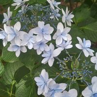 アジサイ,紫陽花　あじさい　アジサイ,紫陽花　あじさい　アジサイ,広島市　縮景園,広島市　縮景園の画像