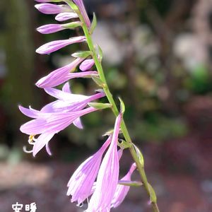 ギボウシ（ホスタ）, グロキシニア,種まき,花のある暮らし,お花を楽しむの画像