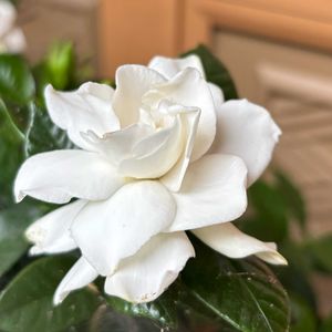 クチナシ,甘い香り,癒し…♡,キュンキュン乙女倶楽部,出会いに感謝♡の画像