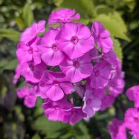 フロックス,お花,お出かけ先の画像
