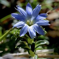 ミヤマリンドウ,リンドウ,山野草,高山植物類,GSのみなさんに感謝♡の画像