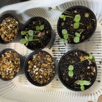 百日草,ダイソー,種まきの画像