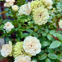 ワイヤープランツ,ミニバラ・グリーンアイス,花のある暮らし,緑のある暮らし,バラ・ミニバラの画像