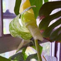 モンステラ,モンステラ,6 in Bella Monstera Thai Constellation,6 in Bella Monstera Thai Constellation,ロサンゼルスの画像