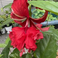 カサブランカ,カサブランカ,マンリョウ,マンリョウ,テイキンザクラの画像