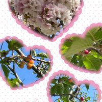サクラ,サクランボ,公園,散歩,癒しの画像