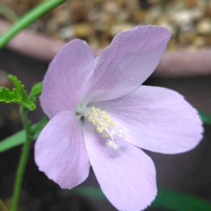カーネーション,ハイビスカス ロバツス,プチオレンジ,ヘプバーン　ピンク,ロングライスシリーズの画像