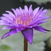 熱帯スイレン,熱帯睡蓮　タンザナイト,熱帯睡蓮　タンザナイト,温室,神代植物公園の画像