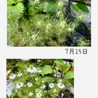ニゲラ,ねじばな,ほしつながり,たいせつななかま♡,ＧＳは笑顔で⭐️の画像
