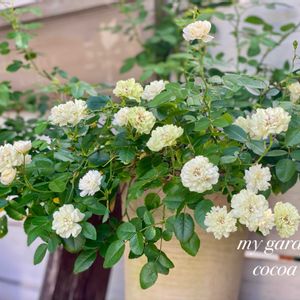 バラ,グリーンアイス,白い花,花のある暮らし,緑のある暮らしの画像