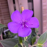 シコンノボタンの画像