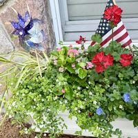 アメリカンブルー,ゼラニウム,バコパ,ペチュニア,ペチュニアの画像