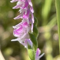 ネジバナ,ラン科,山野草,里山,お出かけ先の画像