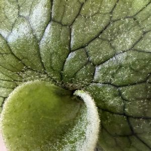 Platycerium superbum,Platycerium ridleyi,P.wandae dwarf,シダ植物,胞子体の画像