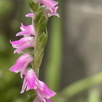 ネジバナ,花壇,ガーデニング,ラン科,山野草の画像