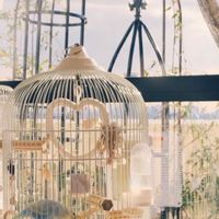 モッコウバラ,ピェール・ドゥ・ロンサール,パシュミナ,クラリス,セキセイ インコの画像