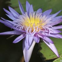 熱帯スイレン,熱帯睡蓮　アレクシス,熱帯睡蓮　アレクシス,温室,神代植物公園の画像