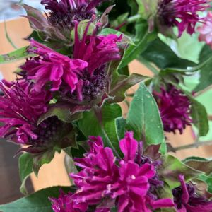 モナルダ(ベルガモット),たいまつそう(モナルダ),ハーブ,いい香り,紫の花の画像