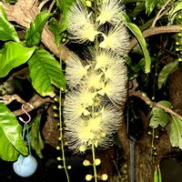 サガリバナの画像
