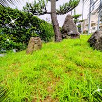 ネジバナ,フクシア,マツ,オリヅルラン,松の木の画像