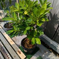 ガジュマル,熱帯植物,沖縄,横浜の画像