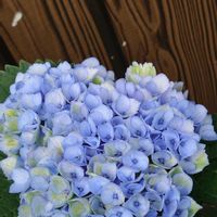 アサガオ,ニオイバンマツリ,紫陽花 マジカル レボリューション,繋がりに感謝✨,青い花マニアの画像