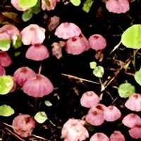 マツバギク,コマツナギ,ハナオチバタケ,林縁,佐鳴湖の画像