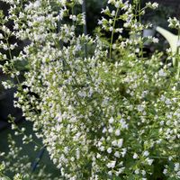 カラミンサ,地植え,白い花,花のある暮らし,小さい花の画像
