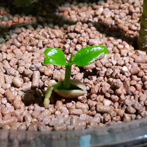 レモン,レモン,実生,再生栽培,食べ蒔きの画像