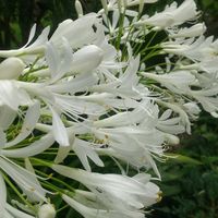 アガパンサス,アガパンサス,アガパンサス,ヒメヒオウギズイセン,アガパンサス    白の画像
