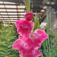 グラジオラス,ノウゼンカズラ,ノコギリ草,地植え,我が家の庭の画像