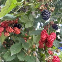 ブラックベリー,実家の庭,実のなる植物の画像