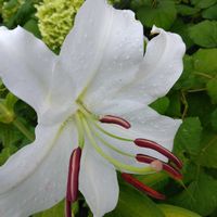 カーネーション,カサブランカ,バラ,アナベル,アリストロメリアの画像
