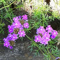 バーベナ,散歩の途中の画像